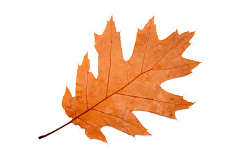 autumn oak leaves isolated on white background