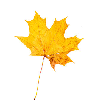 autumn maple leaves isolated on white background