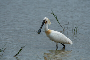 The Eurasian spoonbill is a large, white, long-striding, uniquely beaked, heron-like bird of the family Threskiornithidae of shallow waters.