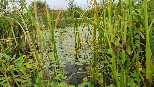 Wind stirs tall grass in swamp. Flowering of yellow water flowers on lake. Nature of Russia. Blossom Bolotnotsvetnik shield-leaved, Nymphoides peltata, on water surface of pond