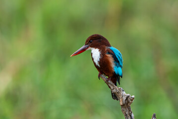 Halcyon smyrnensis ; Turkish name is Izmir Kingfisher