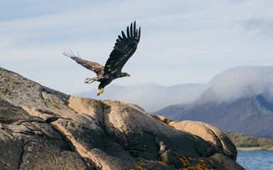 White tailed eagle (Haliaeetus albicilla) also known as sea eagle fishing on the spectacular waters of the Trollfjord (Trollfjorden), Lofoten Islands, Nordland, Norway