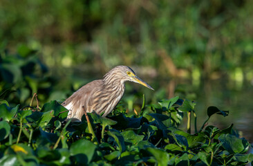 Ardeola grayii is a bird species from the heron family. It breeds in southern Iran, eastern India, Myanmar, Bangladesh and Sri Lanka.