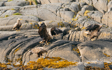 White tailed eagle (Haliaeetus albicilla) also known as sea eagle fishing on the spectacular waters of the Trollfjord (Trollfjorden), Lofoten Islands, Nordland, Norway
