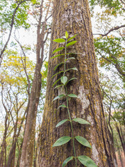 Fototapeta premium trees in the woods