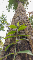 plant grow in the tree