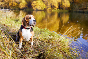 A beagle dog sits in the dry grass by the river. The yellow foliage of the trees is reflected in...