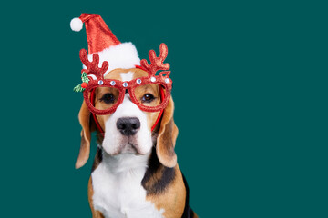 A beagle dog wearing a Santa Claus hat and glasses with deer antlers on a green isolated...