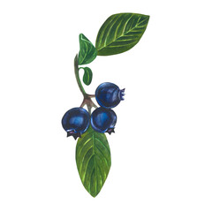 Watercolor illustration of blueberry - berries, leaves and stem.Isolated on a transparent background, hand drawn
