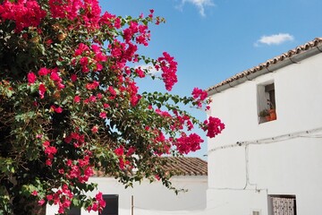 detail of a street in caceres with white houses and red flowers