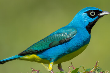 a blue bird with yellow plumage in a pose sits on the top of a tree on a branch. AI GENERATE