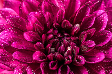Dahlia flower macro water droplet shot; Shallow depth of field.