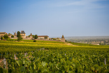 Fototapeta na wymiar Les vignobles à Romanèche-Thorins