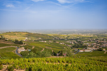 Fototapeta premium Vue sur les vignobles depuis la Chapelle de la Madone à Fleurie