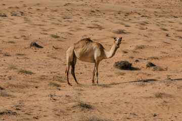 A single camel walking on sand in Oman desert