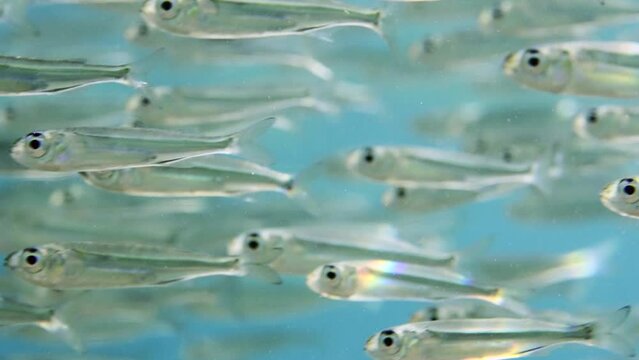 Close-up of big school of Hardyhead Silversides Atherina fishes swimming fast in blue water during at daytime in bright sunbeams 