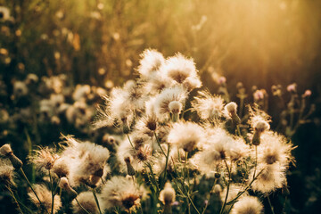 dandelion in the grass
