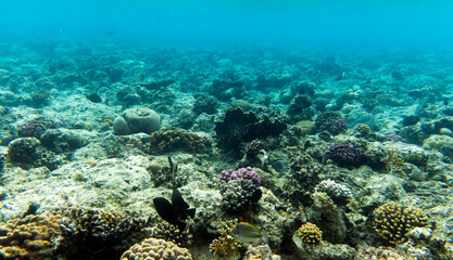 A view of coral reef in Sharm El Sheik