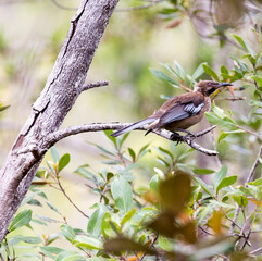 View of endemic New Caledonian friarbird