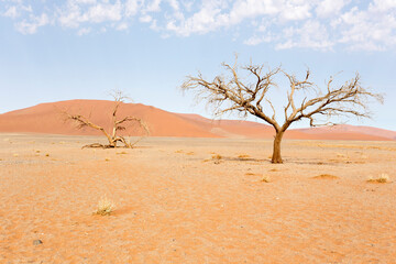 Fototapeta na wymiar View of red sand dunes and dead tree in Sossusvlei