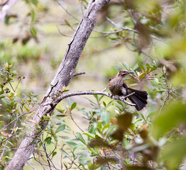 View of endemic New Caledonian friarbird