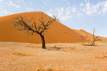View of red sand dunes and dead tree in Sossusvlei