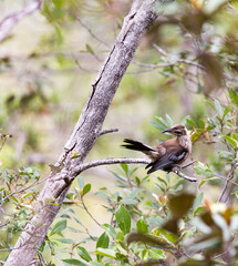 View of endemic New Caledonian friarbird
