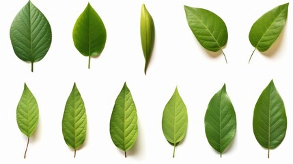 Fototapeta premium A vibrant collection of green leaves on a clean white background