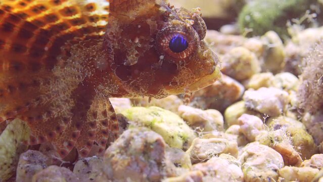 Close up of blue eyed Zebra fish swims over sandy-rocky bottom in bright sun, slow motion. Zebra Lionfish, Red Sea Dwarf Lionfish or Zebra Turkeyfish (Dendrochirus zebra, Dendrochirus hemprichi) 