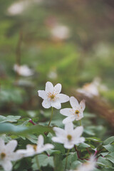 Close-up of a spring plant, Anemone nemorosa, in a forest stand during morning light. Biodiversity of nature