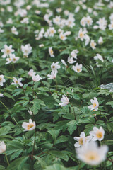 Close-up of a spring plant, Anemone nemorosa, in a forest stand during morning light. Biodiversity of nature
