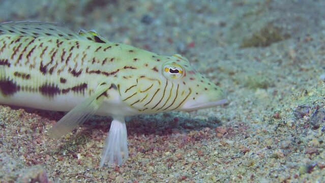 Close-up portrait of Speckled Sandperch or Blacktail grubfish (Parapercis hexophtalma) lie on sandy bottom at evening time on sunset sunrays, slow motion