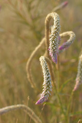 Close up view of chicken's comb flower (celosia)
