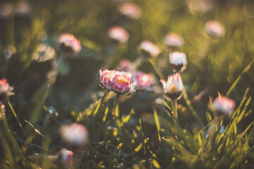 Close-up of the spring daisy plant, Bellis perennis, during the golden hour in the early evening. The colourful beauty of Mother Nature © Fauren