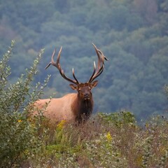Majestic Rocky Mountain Bull Elk Clearfield County PA During Fall Autumn Rut Breeding Season