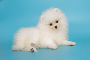 Small puppy of a white Pomeranian lies