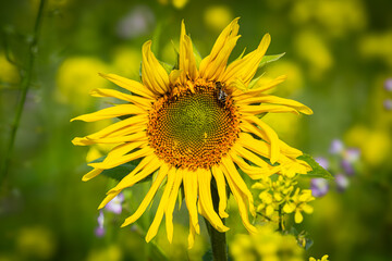 field of sunflowers