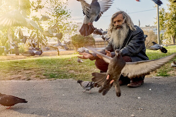 Capturing timeless compassion. In the warm embrace of the setting sun, an elderly man with a silver beard feeds pigeons from his hands, radiating serenity and connection with nature.