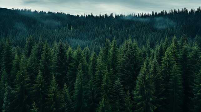 A hyper zoomed view of a serene forest