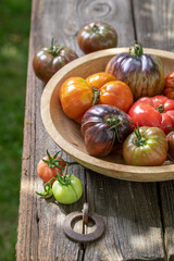 Ripe tomatoes in wooden bowl in the garden.