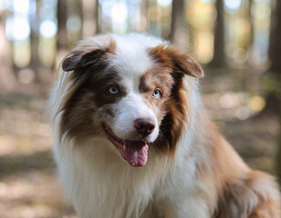 Beautiful brown and white merle Bordercollie dog with striking blue eyes is posing in  the autumn forest sunshine looking to the camera	