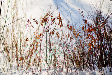 dried plants on the snow