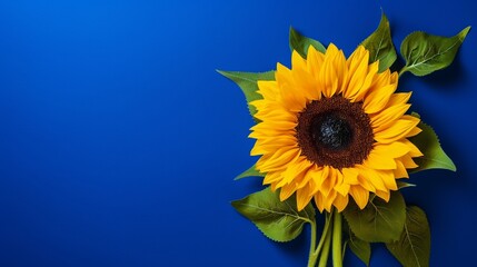 A stunning sunflower with bold yellow petals set against a striking royal blue backdrop, creating a vivid and cheerful composition