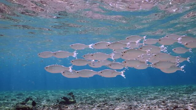 School of Barred flagtail, Fiveband flagtail or Five-bar flagtail (Kuhlia mugil) floats in blue water on bright sunny day in sunbeams on shallow water, Slow motion