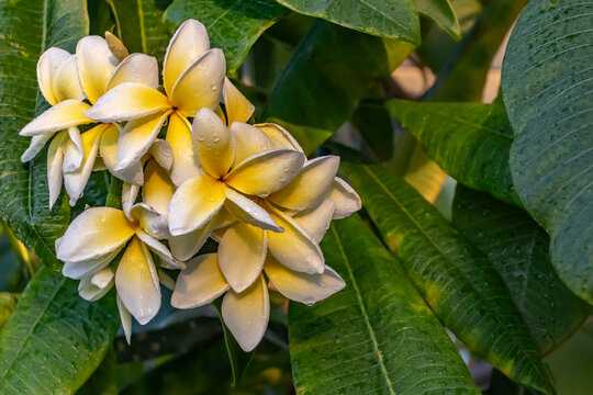 Plumeria Tree with Rain Drops, horizontal