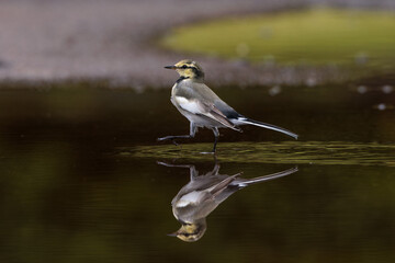 Black-backed wagtail(Motacilla alba lugens)