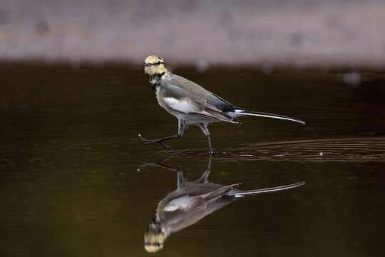 Black-backed wagtail(Motacilla alba lugens)