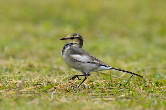 Black-backed wagtail(Motacilla alba lugens)