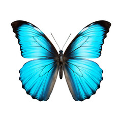 Beautiful blue butterfly is flying, close-up of blue butterfly
