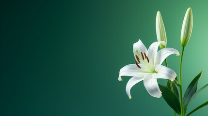 A white lily in sharp focus against a deep emerald green background, showcasing the flower's purity and elegance
